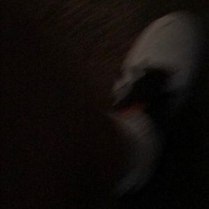 Meet your Posher, Dewayne